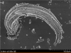 Materials Degradation Materials Degradation